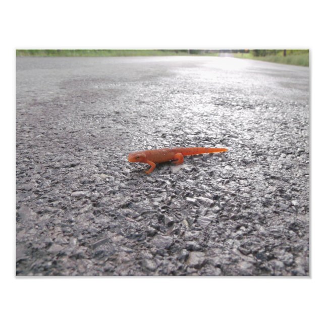 Why did the salamander cross the road? photo print (Front)