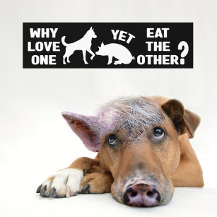 Why love one yet eat the other?, Vegan  Bumper Sticker