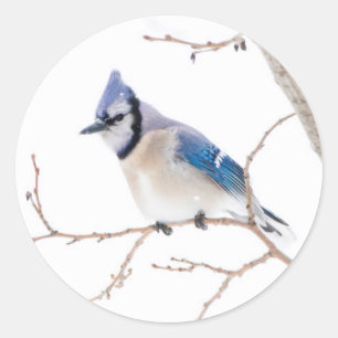 Wichita County, Texas. Blue Jay Classic Round Sticker