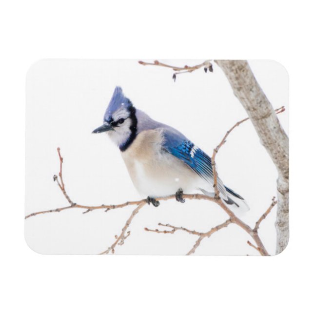 Wichita County, Texas. Blue Jay Magnet (Horizontal)