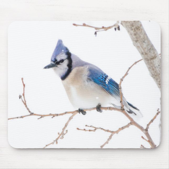 Wichita County, Texas. Blue Jay Mouse Mat (Front)