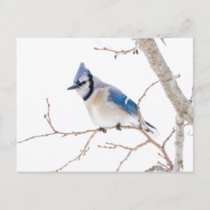 Wichita County, Texas. Blue Jay Postcard