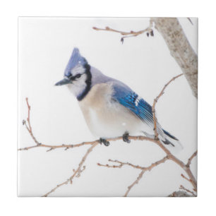 Wichita County, Texas. Blue Jay Tile
