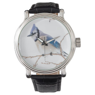 Wichita County, Texas. Blue Jay Watch