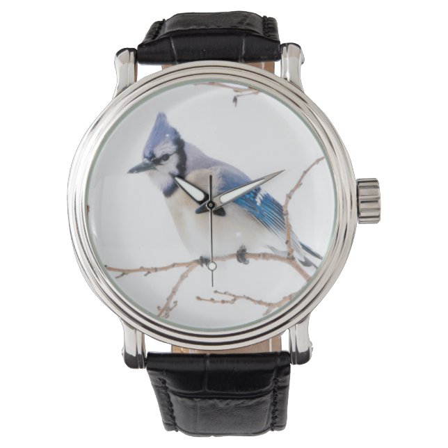 Wichita County, Texas. Blue Jay Watch (Front)