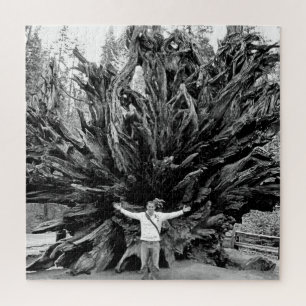 Wide Angle Sequioa Tree Trunk - 20x20 - 676 pcs. Jigsaw Puzzle