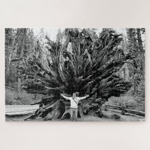 Wide Angle Sequioa Tree Trunk - 20x30 - 1014 pcs. Jigsaw Puzzle