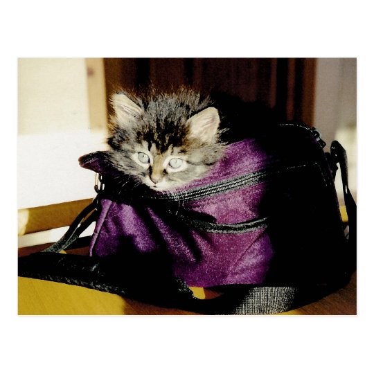 Wide Awake Kitten In A Burgundy Purse Postcard