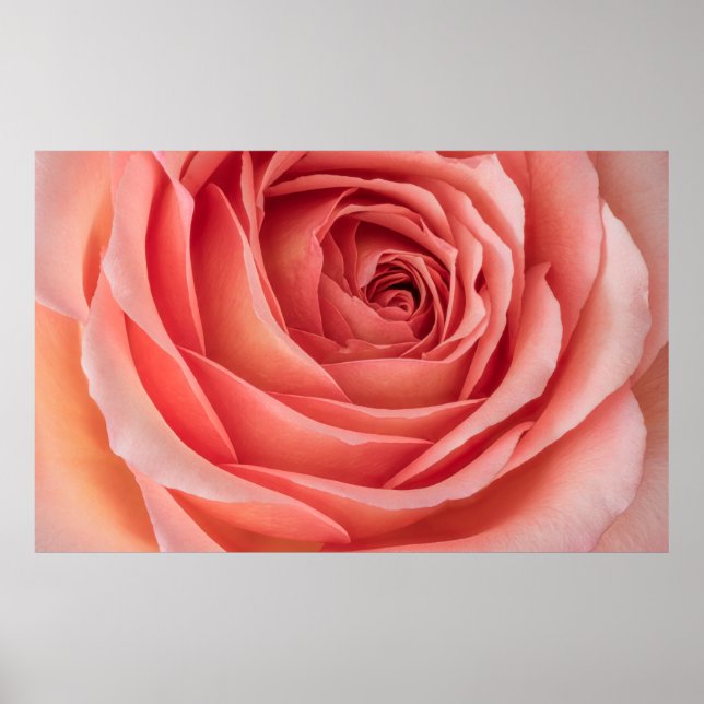 wide open orange pink rose blossom inner heart mac poster (Front)