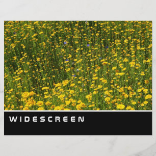 Widescreen - Field of Yellow Daisies Flyer