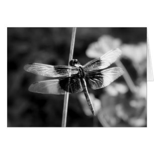 Widow Skimmer Dragonfly Black & White Photography
