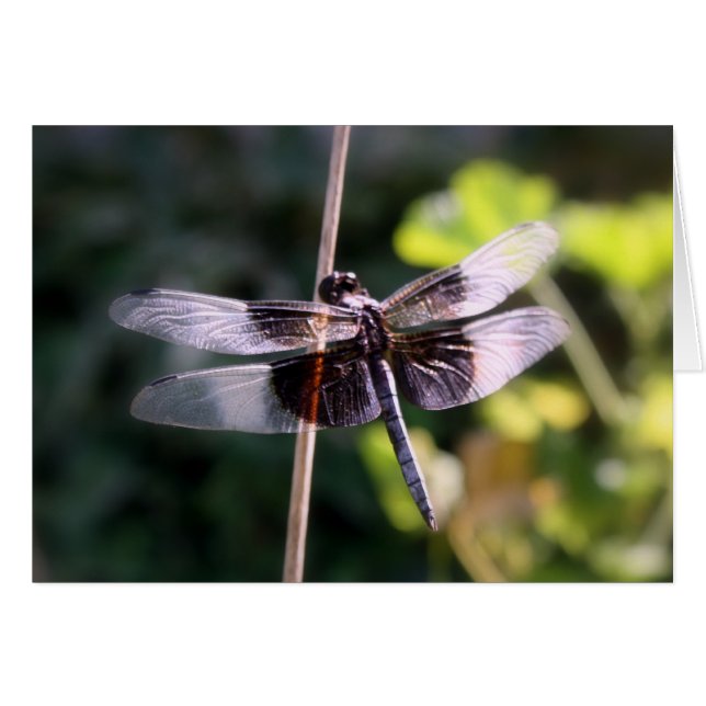 Widow Skimmer Dragonfly Photography (Front Horizontal)