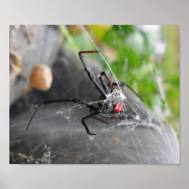 Widow's Pose Poster (Front)