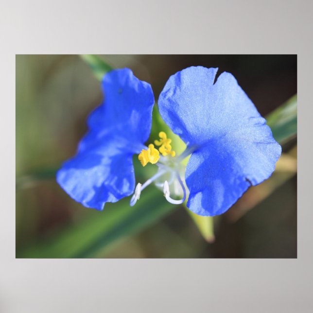 Widows Tears Poster (Front)