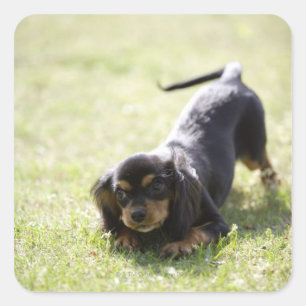 Wiener dog (black) square sticker