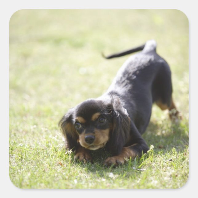 Wiener dog (black) square sticker (Front)
