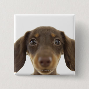 Wiener Dog (brown) 2 15 Cm Square Badge