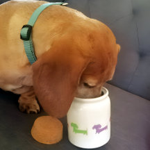 Wiener Dog Dachshund Treat Jar Personalise