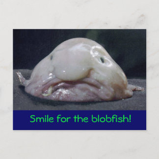 wierd fish postcard