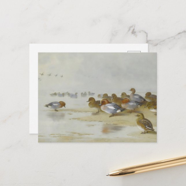 Wigeon and Teal by the water's edge, Art  Postcard (Front/Back In Situ)