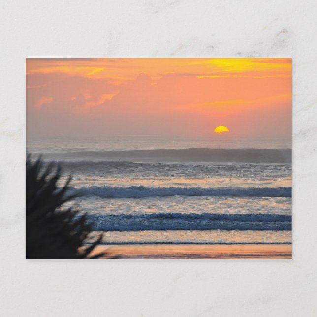 Wilbur by the Sea Palm Sunrise Florida Postcard (Front)
