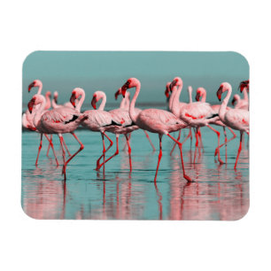 Wild African flamingos Magnet