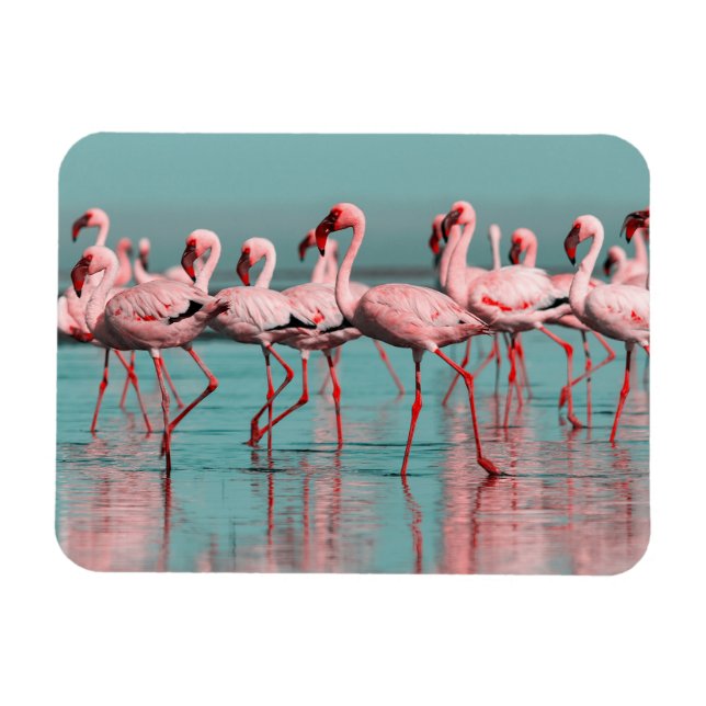 Wild African flamingos Magnet (Horizontal)