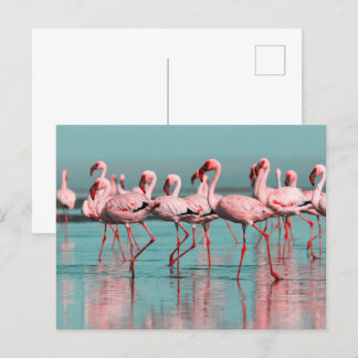 Wild African flamingos Postcard