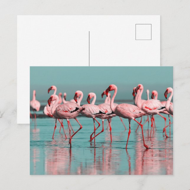 Wild African flamingos Postcard (Front/Back)