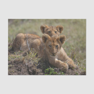 Wild African Lion Cubs Tissue Paper
