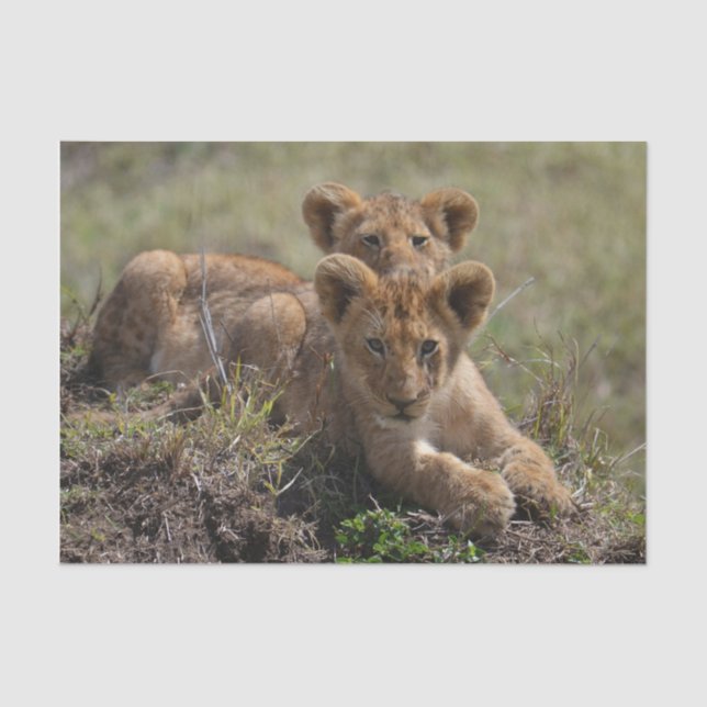 Wild African Lion Cubs  Tissue Paper (Front)