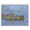 Wild Alligators in Florida 2026 Calendar
