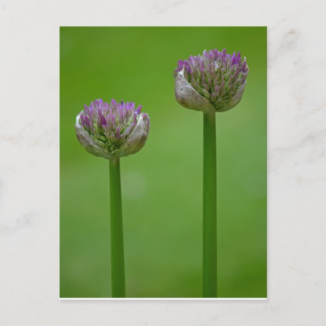Wild Allium Flowers Postcard (Front)