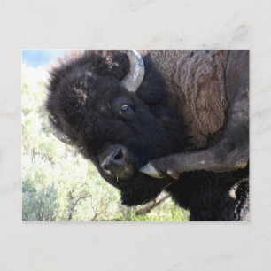 Wild American Bison at Yellowstone National Park Postcard