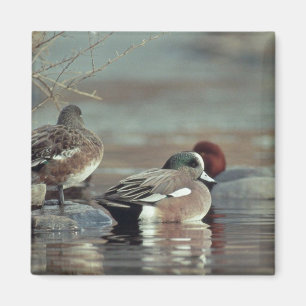 wild american wigeon duck magnet