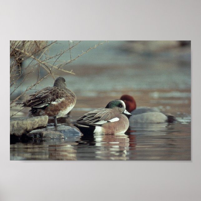 wild american wigeon duck poster (Front)