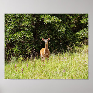 Wild and Sweet Deer Photographic Art Print