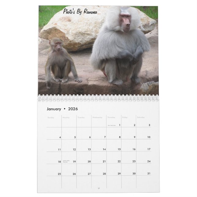 Wild Animal Calender By Ramona Taylor Calendar (Jan 2026)