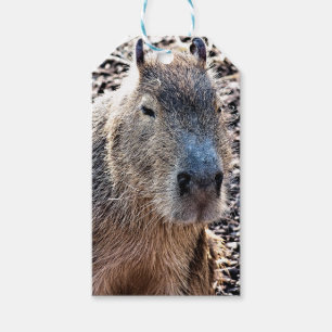 WILD ANIMAL CAPYBARA GIFT TAGS