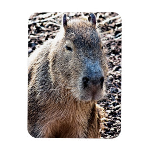 WILD ANIMAL CAPYBARA MAGNET