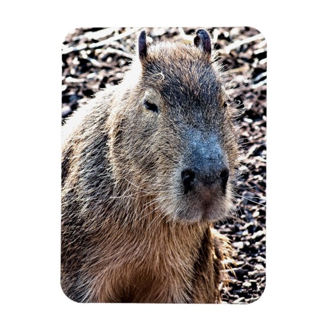 WILD ANIMAL CAPYBARA MAGNET (Vertical)