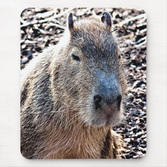 WILD ANIMAL CAPYBARA MOUSE MAT (Front)