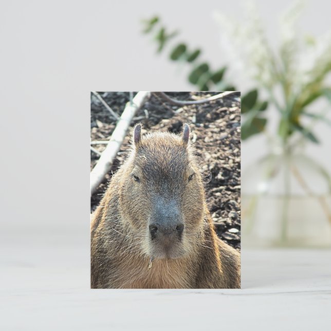 WILD ANIMAL CAPYBARA POSTCARD (Standing Front)