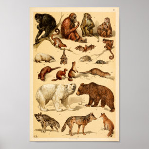 Wild Animal Collection Bear Wolf Monkeys Print