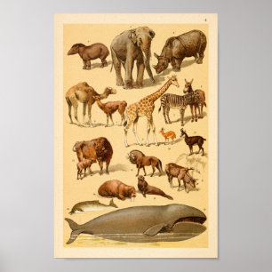 Wild Animal Collection Elephant Giraffe Art Print