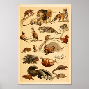 Wild Animal Collection Lion Tiger Rabbit Print