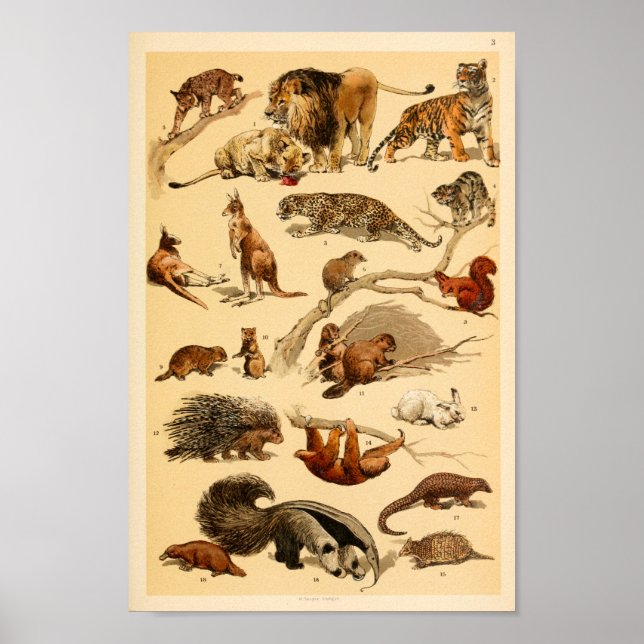 Wild Animal Collection Lion Tiger Rabbit Print (Front)
