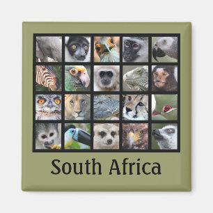 Wild Animal Faces -- Mammals, Reptiles, Birds Magnet