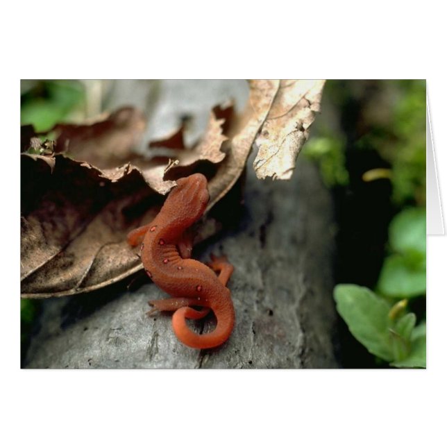 Wild Animals 15 (Front Horizontal)