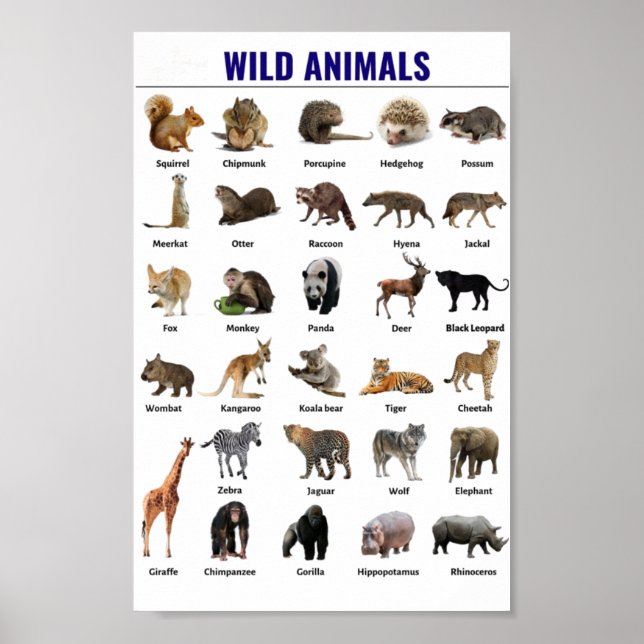 Wild animals educational poster (Front)